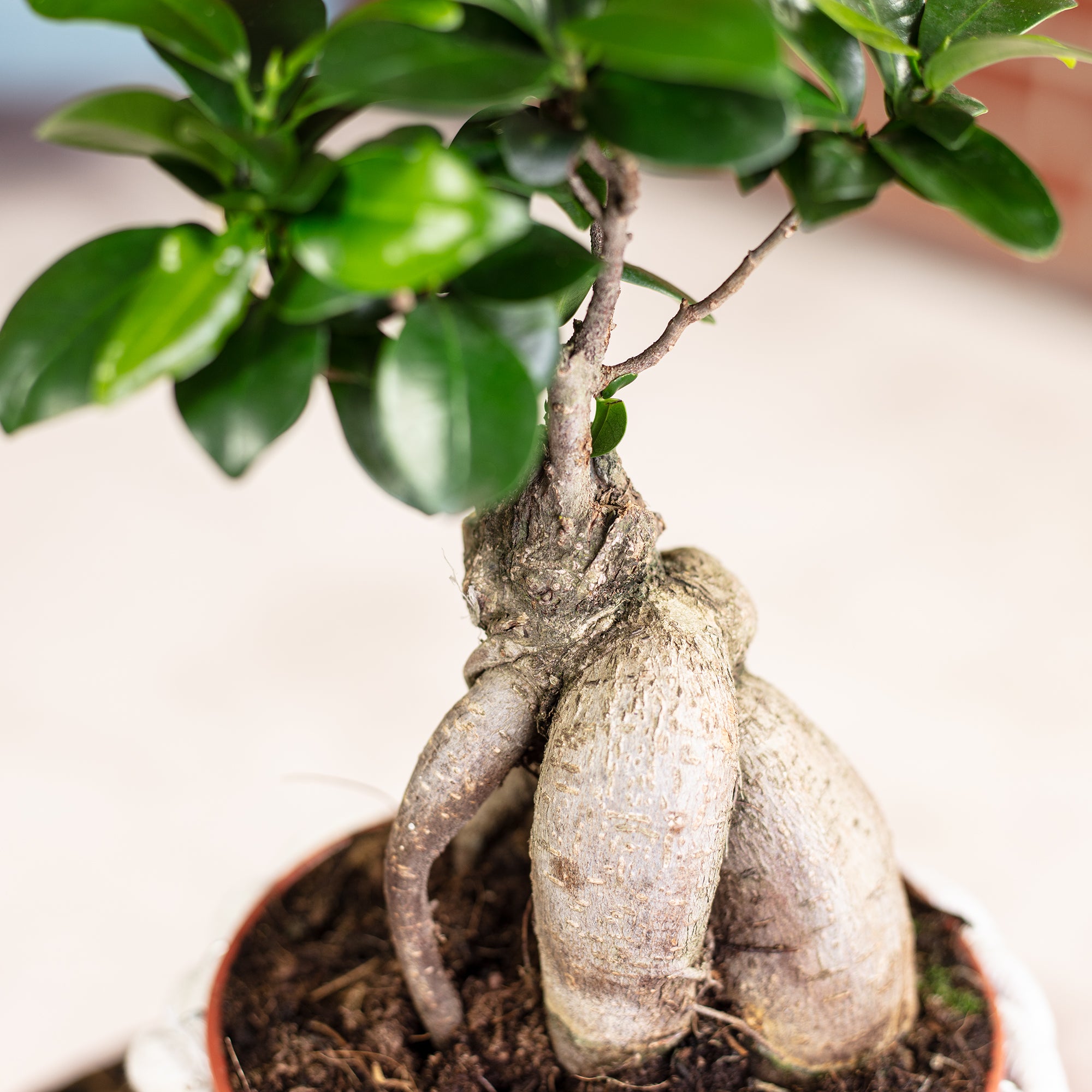 Chinesische Feige - Ficus Ginseng - 30 cm