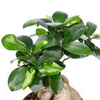 Chinesische Feige - Ficus Ginseng - 30 cm