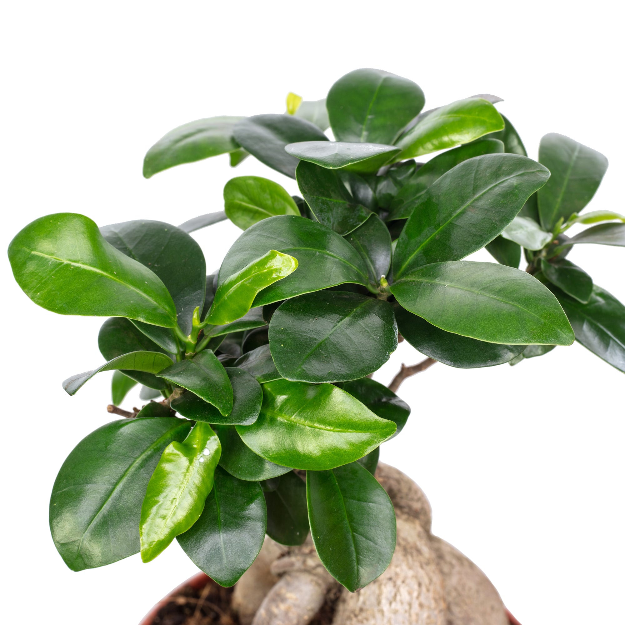 Chinesische Feige - Ficus Ginseng - 30 cm