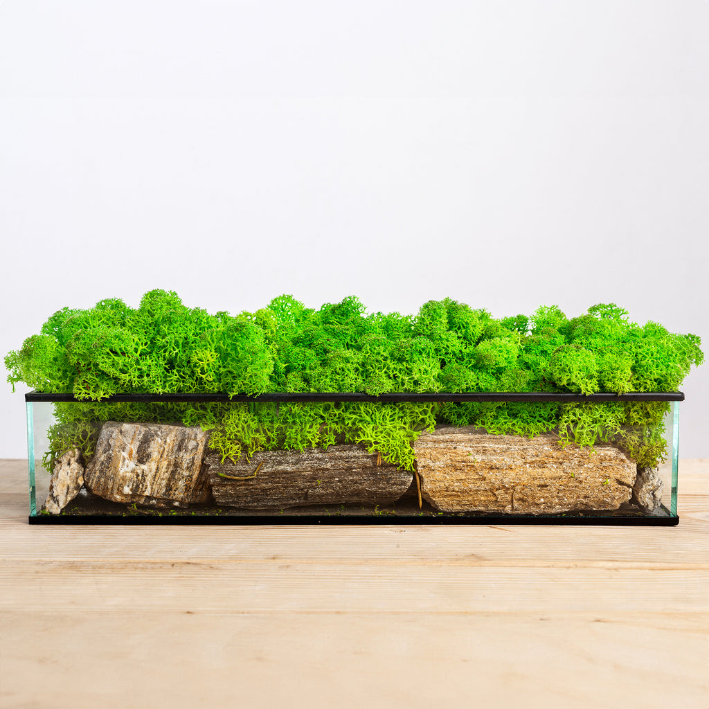Karton Islandmoos Helles Grasgrün - 500g