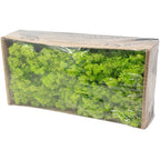 Cardboard Iceland moss, light grass green - 500g