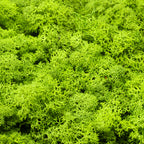 Karton Islandmoos Helles Grasgrün - 500g