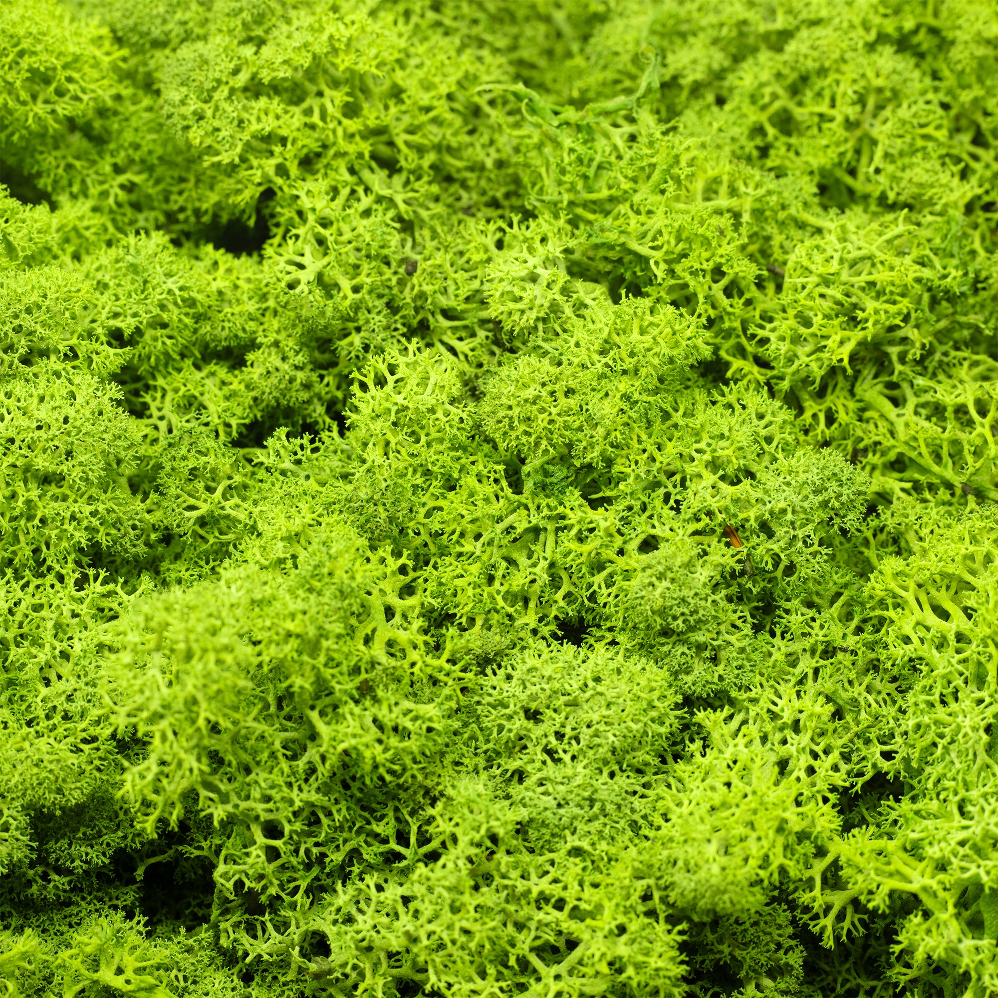 Karton Islandmoos Helles Grasgrün - 500g