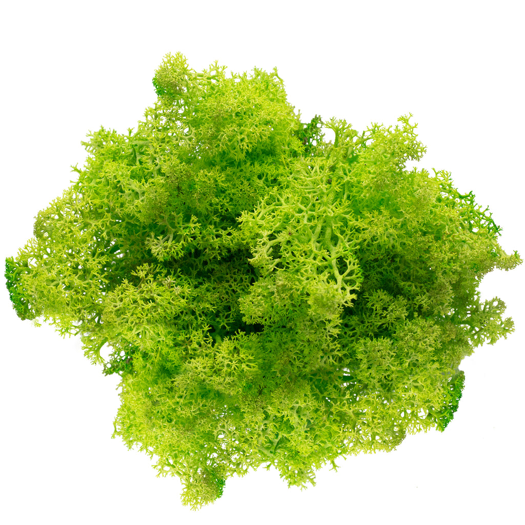 Karton Islandmoos Helles Grasgrün - 500g