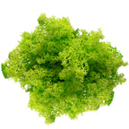 Karton Islandmoos Helles Grasgrün - 500g