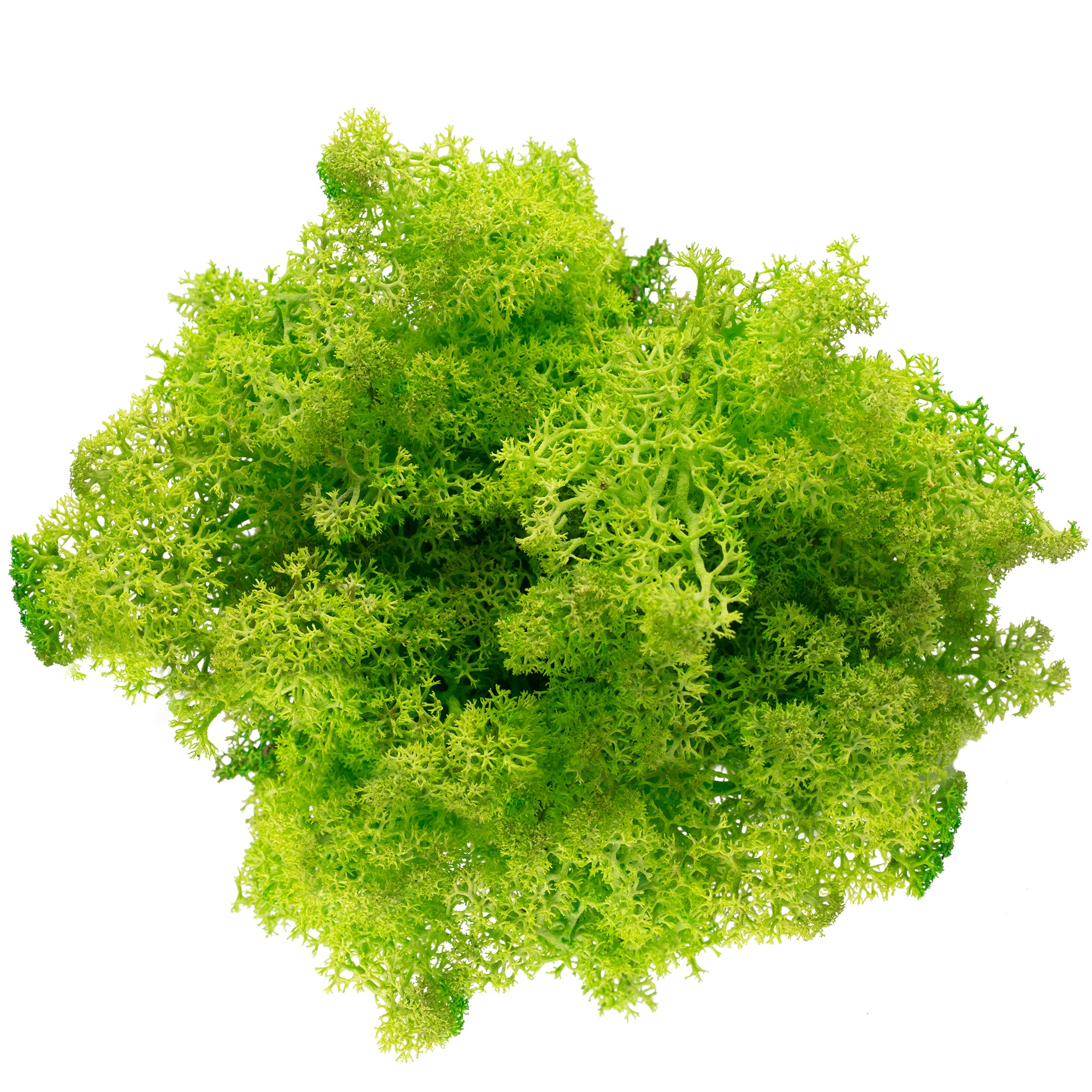 Karton Islandmoos Helles Grasgrün - 500g