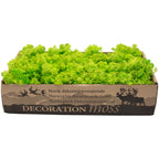 Karton Islandmoos Helles Grasgrün - 500g