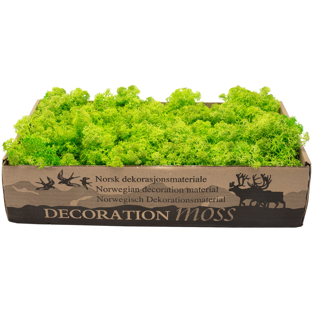 Cardboard Iceland moss, light grass green - 500g