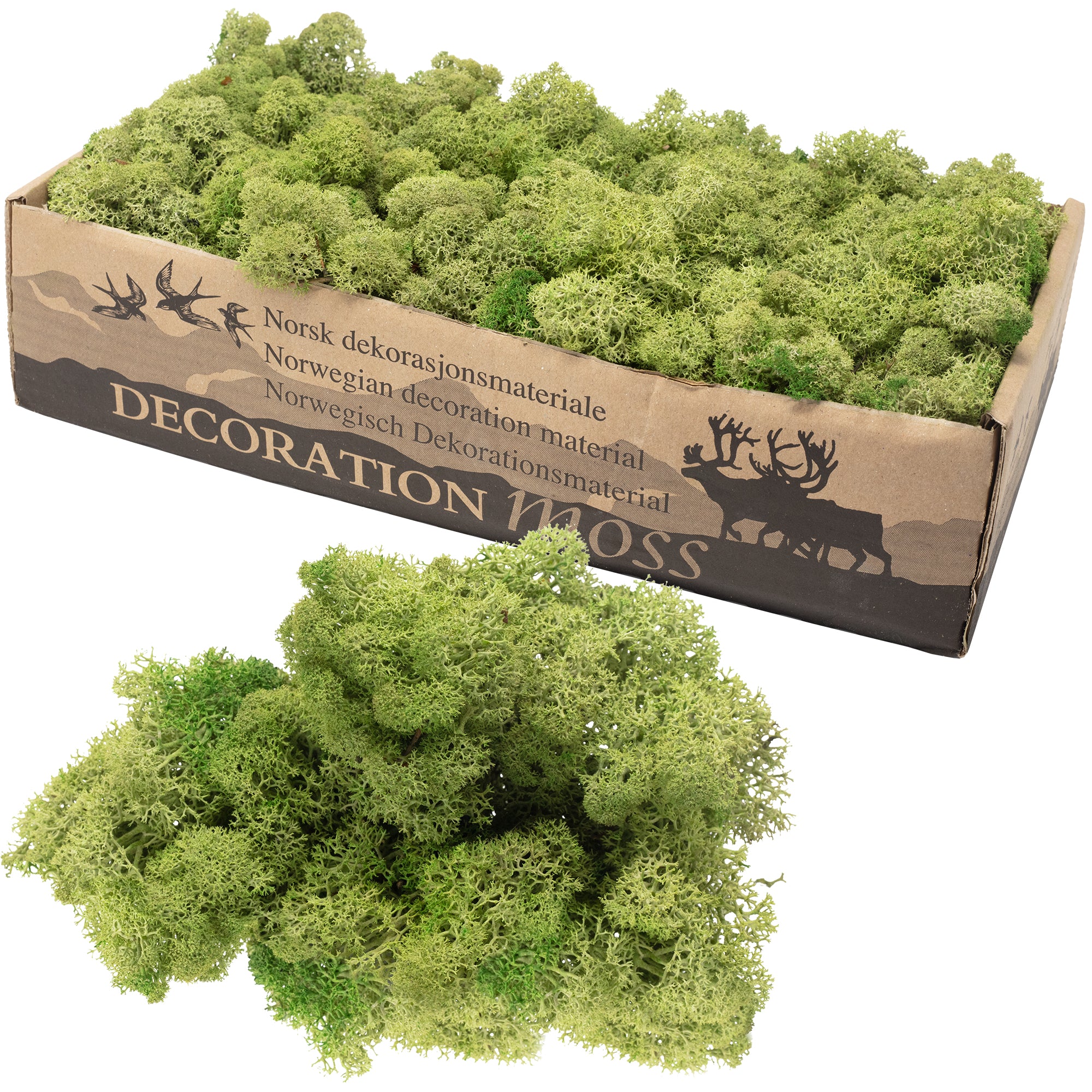 Karton Islandmoos Mittelgrün  500g