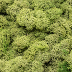 Karton Islandmoos Mittelgrün  500g