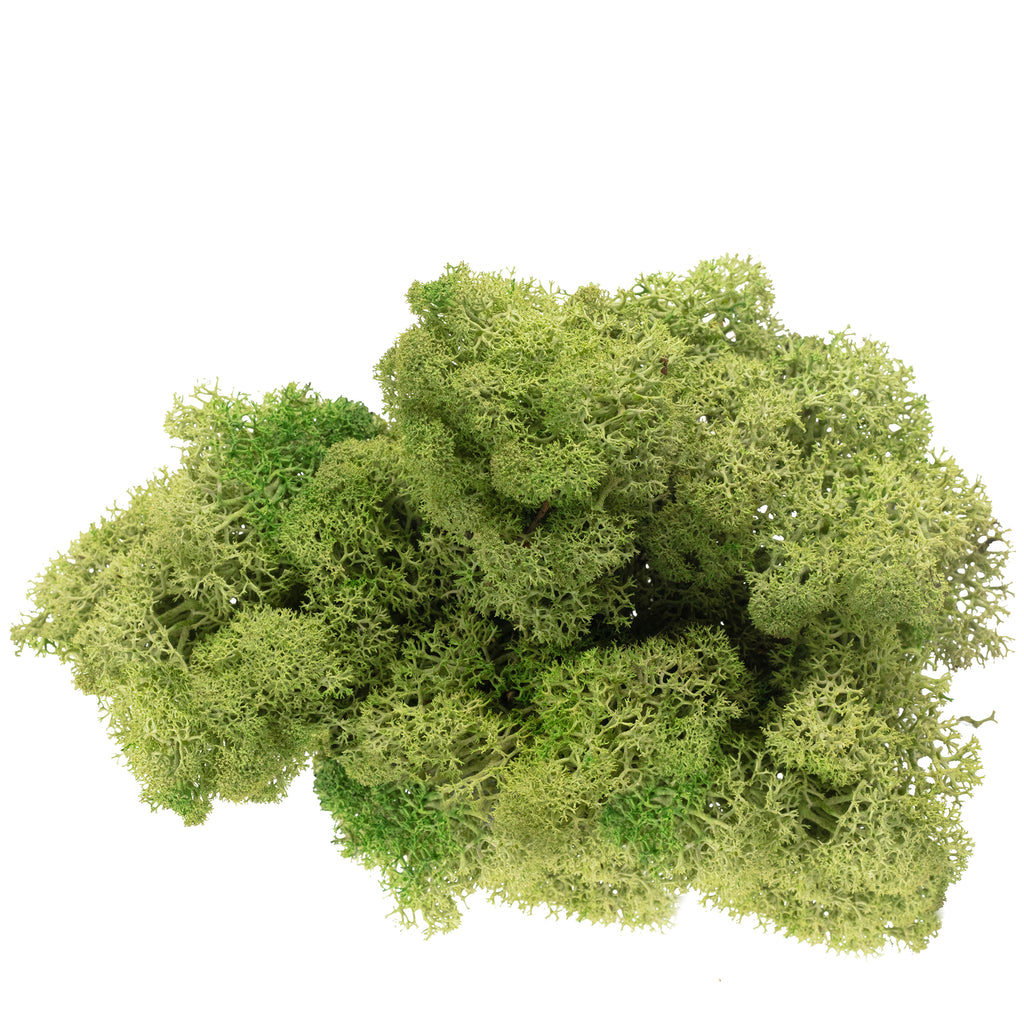 Karton Islandmoos Mittelgrün  500g