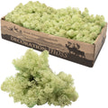 Boîte de mousse de renne vert menthe - 500 g