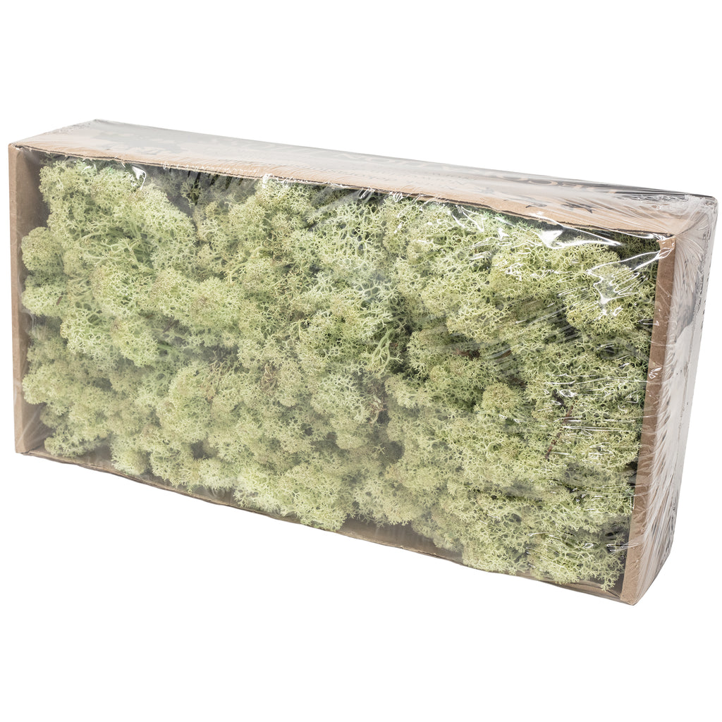 Boîte de mousse de renne vert menthe - 500 g
