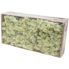 Boîte de mousse de renne vert menthe - 500 g