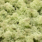 Boîte de mousse de renne vert menthe - 500 g