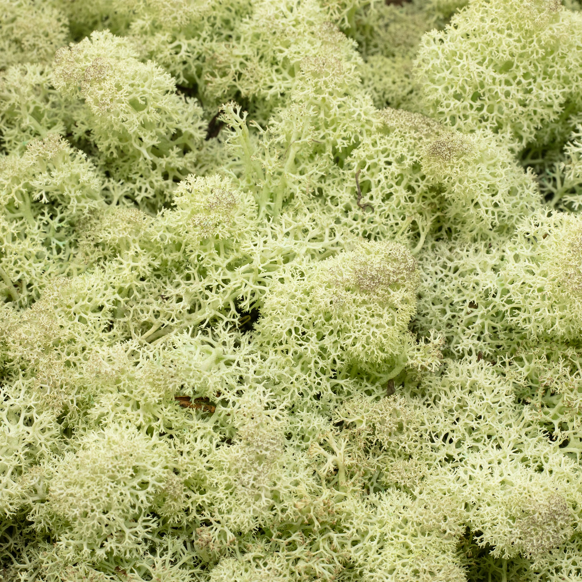 Boîte de mousse de renne vert menthe - 500 g