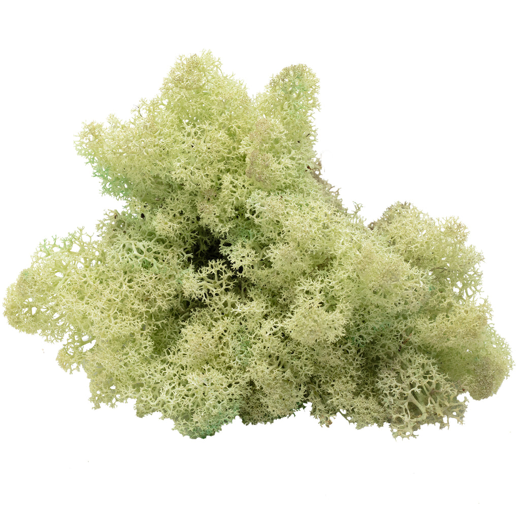 Boîte de mousse de renne vert menthe - 500 g