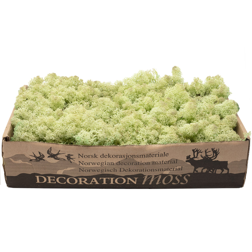 Boîte de mousse de renne vert menthe - 500 g