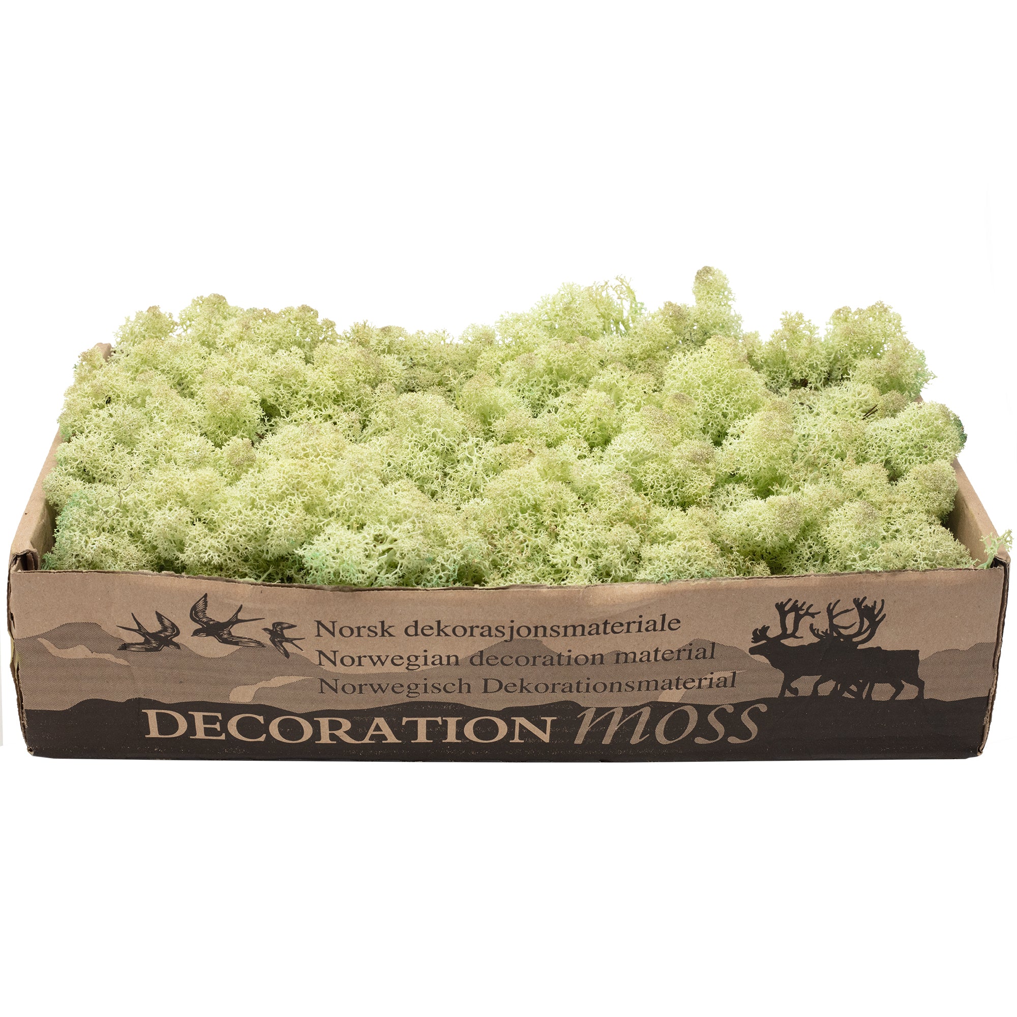 Boîte de mousse de renne vert menthe - 500 g