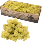 Karton Islandmoos Altgrün - 500g