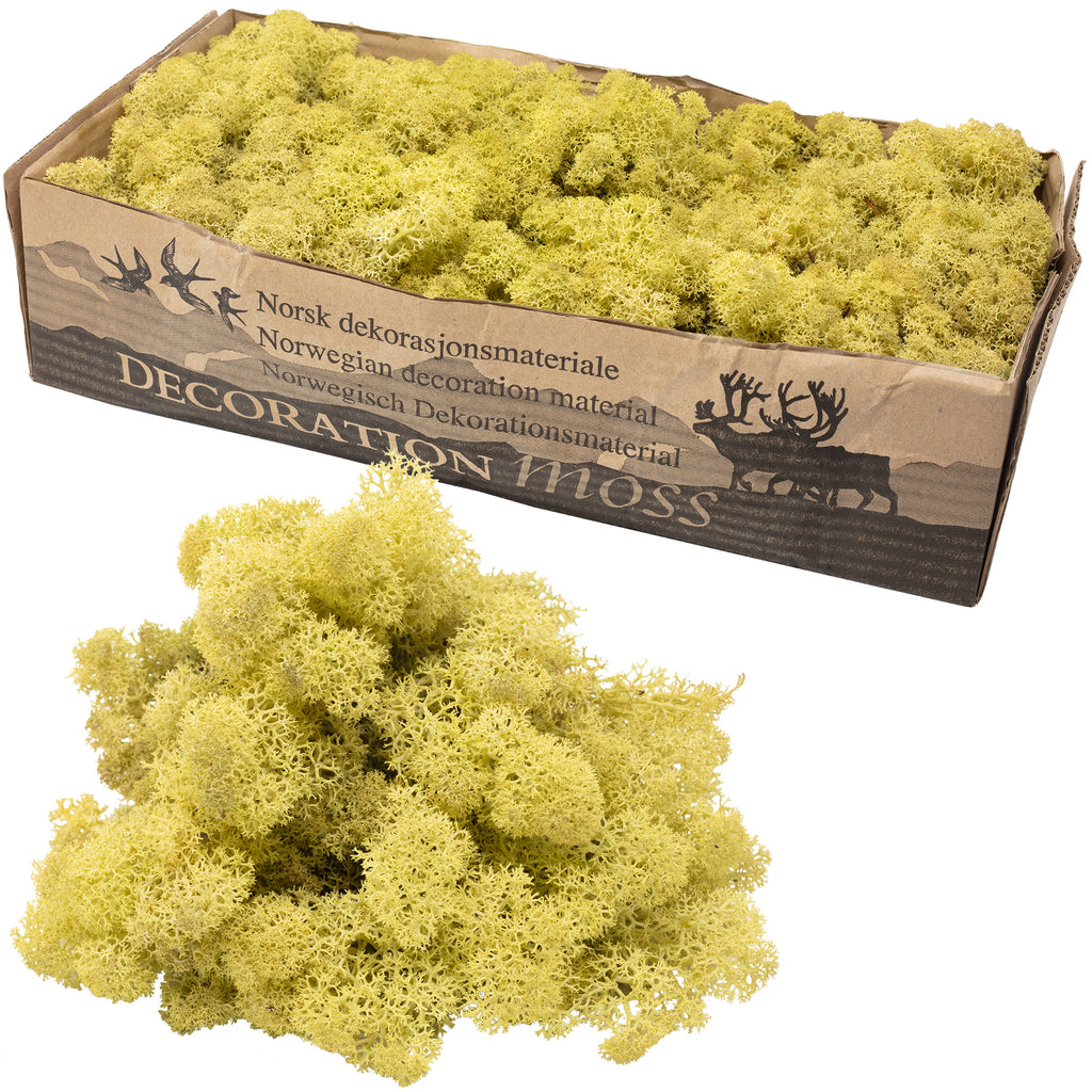 Mousse d'Islande en carton, vert ancien - 500 g