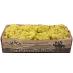 Mousse d'Islande en carton, vert ancien - 500 g