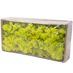 Karton Islandmoos Frühlingsgrün - 500g