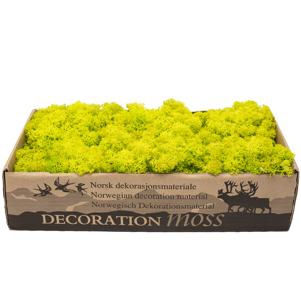 Karton Islandmoos Frühlingsgrün - 500g