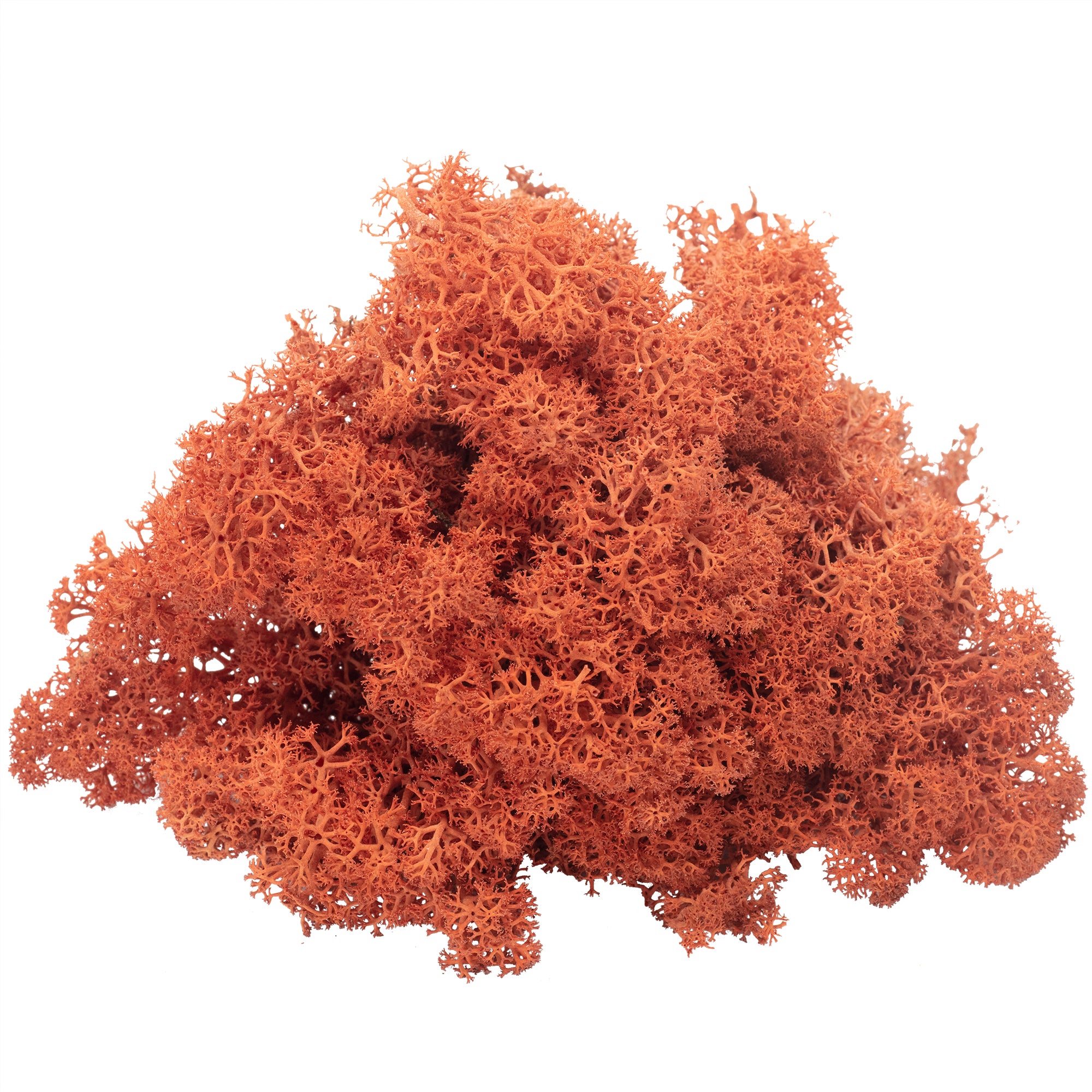 Karton Islandmoos Siena-Rot - 500g