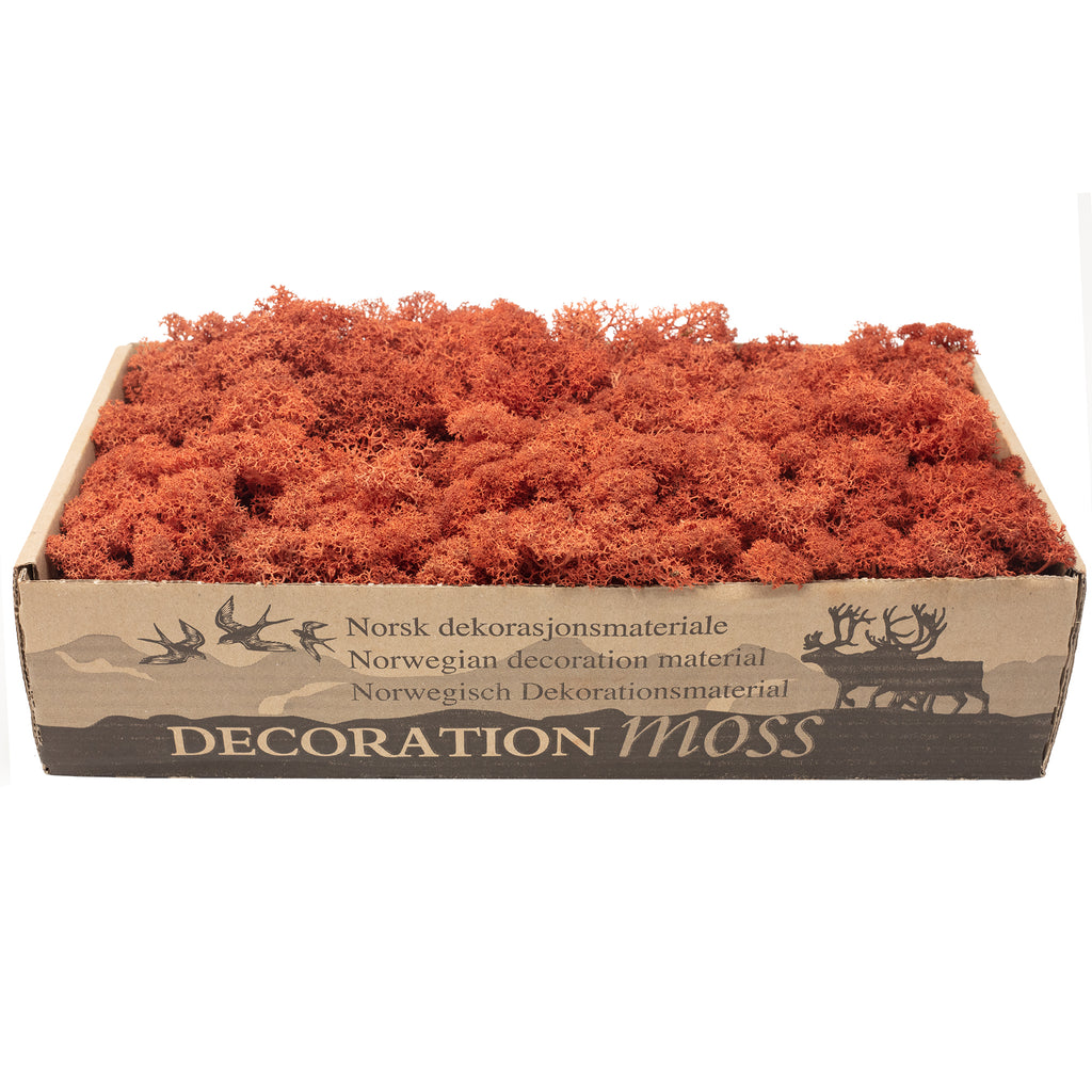 Karton Islandmoos Siena-Rot - 500g