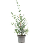 Eukalyptus - Eucalyptus gunnii - Höhe ca. 25 cm, Topf-Ø 14 cm