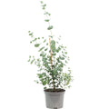 Eucalyptus - Eucalyptus gunnii - Height approx. 25 cm, pot diameter 14 cm