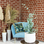 Eucalyptus - Eucalyptus gunnii - Height approx. 25 cm, pot diameter 14 cm