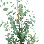 Eukalyptus - Eucalyptus gunnii - Höhe ca. 25 cm, Topf-Ø 14 cm