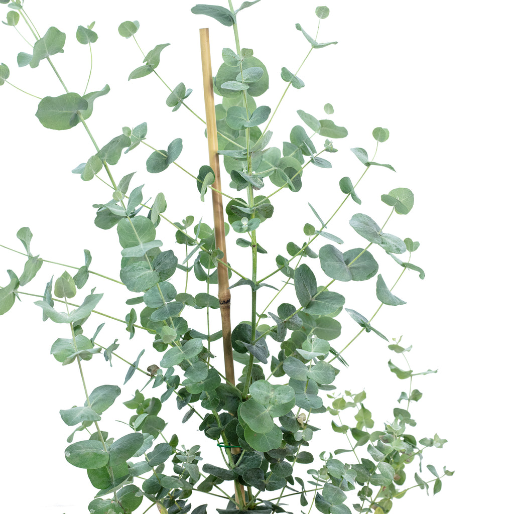 Eucalyptus - Eucalyptus gunnii - Height approx. 25 cm, pot diameter 14 cm