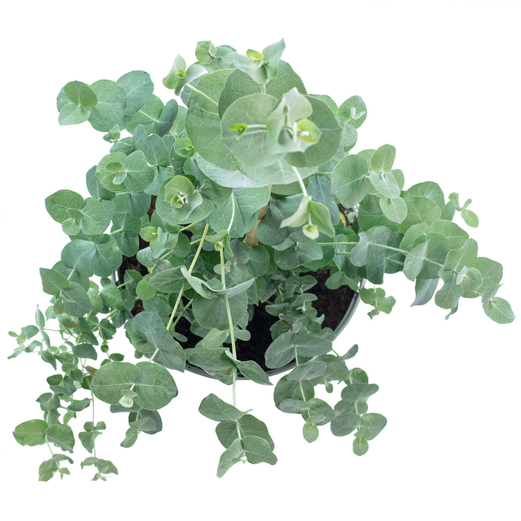 Eukalyptus - Eucalyptus gunnii - Höhe ca. 25 cm, Topf-Ø 14 cm