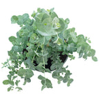 Eukalyptus - Eucalyptus gunnii - Höhe ca. 25 cm, Topf-Ø 14 cm