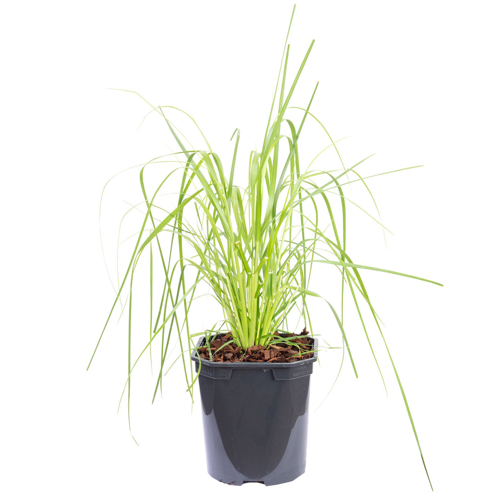 Pampas grass (white) - Cortaderia selloana 'Mini Pampas' - Height approx. 50 cm, pot diameter 17 cm