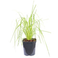 Pampas grass (white) - Cortaderia selloana 'Mini Pampas' - Height approx. 50 cm, pot diameter 17 cm