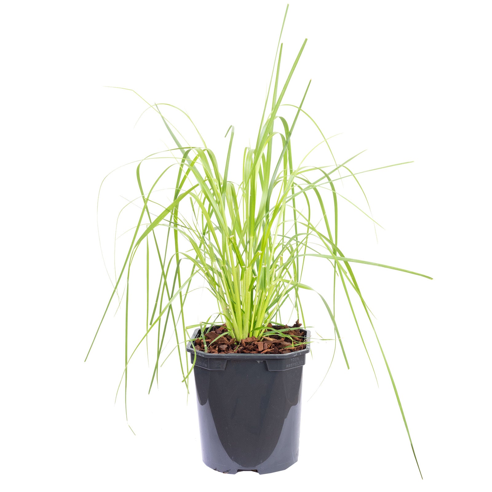 Pampasgras (weiß) - Cortaderia selloana 'Mini Pampas' - Höhe ca. 50 cm, Topf-Ø 17 cm