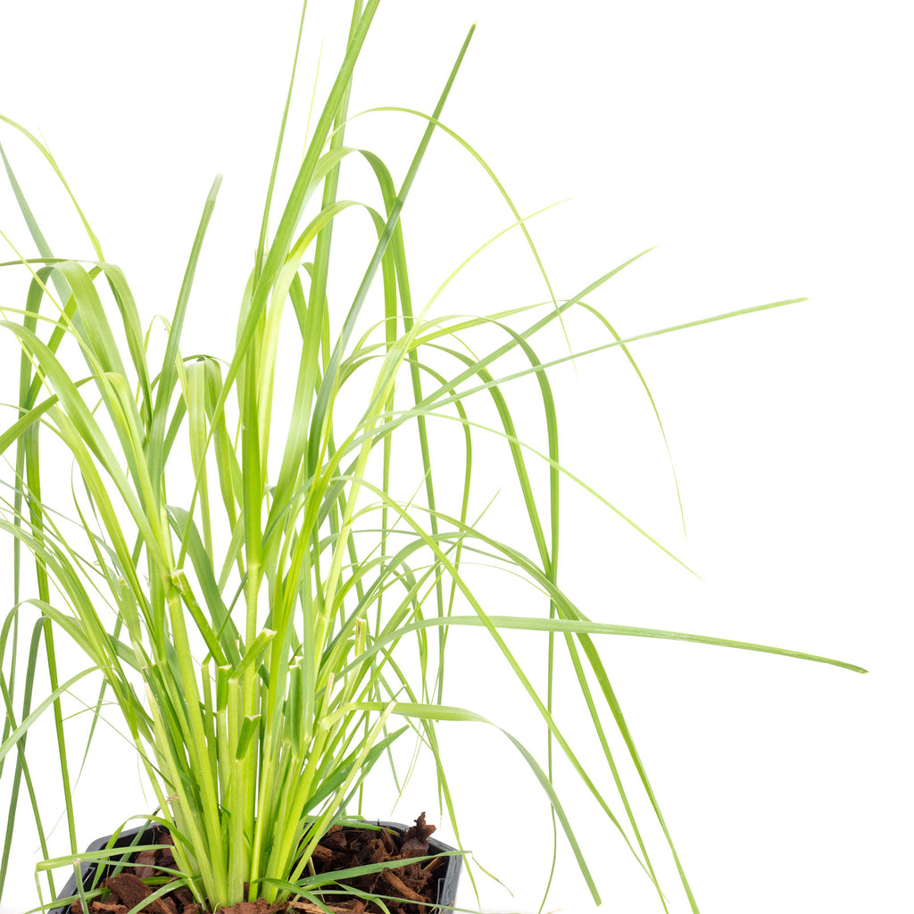 Pampas grass (white) - Cortaderia selloana 'Mini Pampas' - Height approx. 50 cm, pot diameter 17 cm