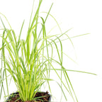 Pampas grass (white) - Cortaderia selloana 'Mini Pampas' - Height approx. 50 cm, pot diameter 17 cm