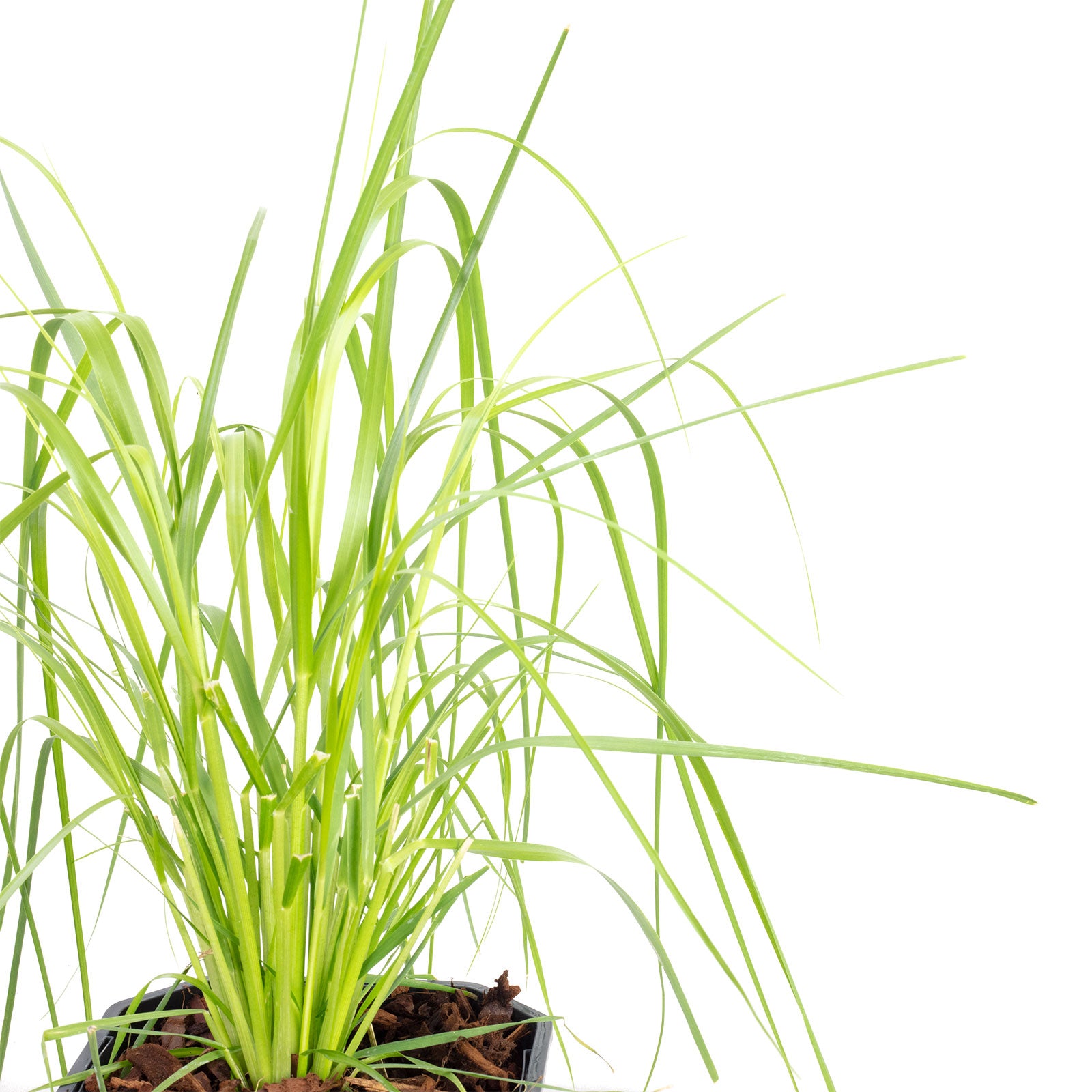 Pampasgras (weiß) - Cortaderia selloana 'Mini Pampas' - Höhe ca. 50 cm, Topf-Ø 17 cm