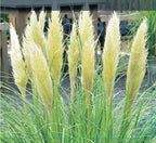 Pampas grass (white) - Cortaderia selloana 'Mini Pampas' - Height approx. 50 cm, pot diameter 17 cm
