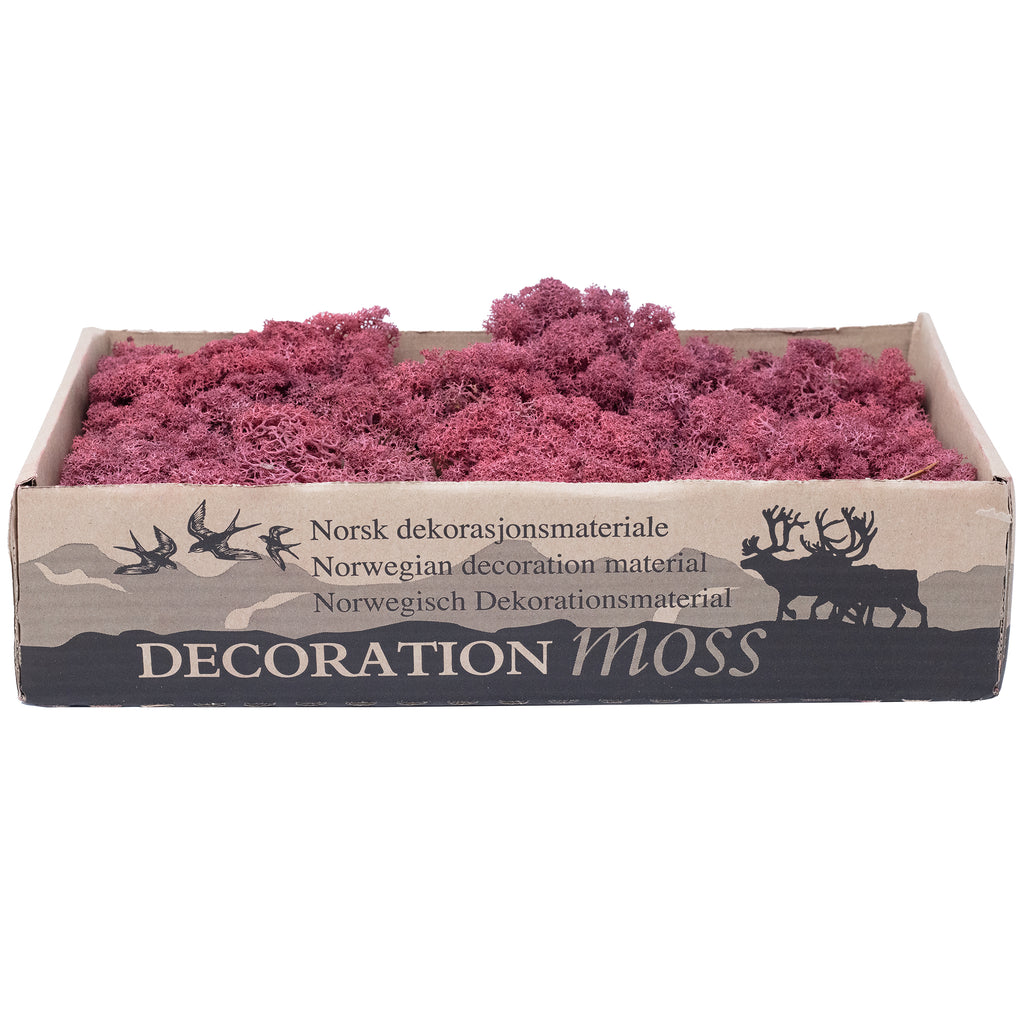 Karton Islandmoos Bordeaux-Rot - 500g