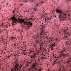 Karton Islandmoos Bordeaux-Rot - 500g