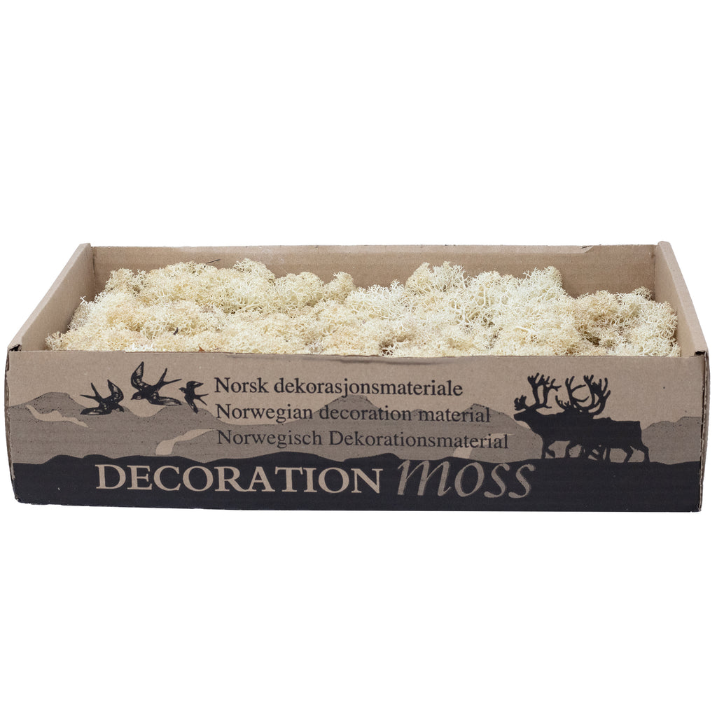Karton Islandmoos Creme-Weiß- 500g