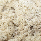 Karton Islandmoos Creme-Weiß- 500g