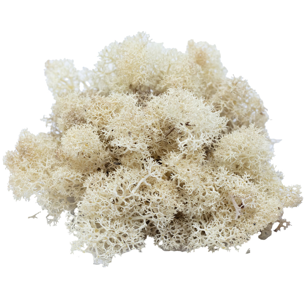 Karton Islandmoos Creme-Weiß- 500g
