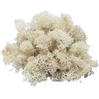 Karton Islandmoos Creme-Weiß- 500g
